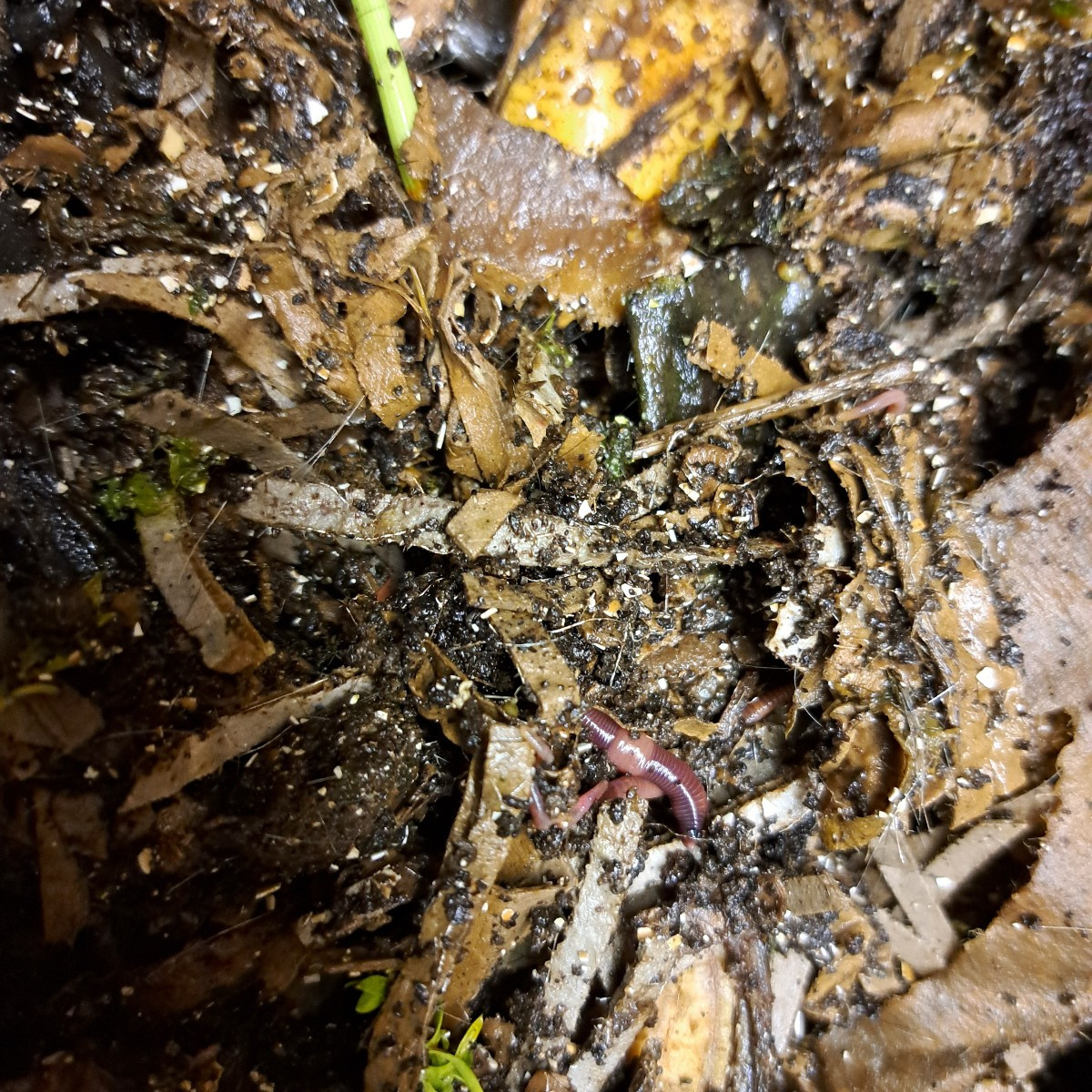 Habt ihr auch Wurmtee? Und wenn ja was macht ihr damit? Ich hab auch eine Wurmkiste seit 9 bis 10 Monate und es läuft s…