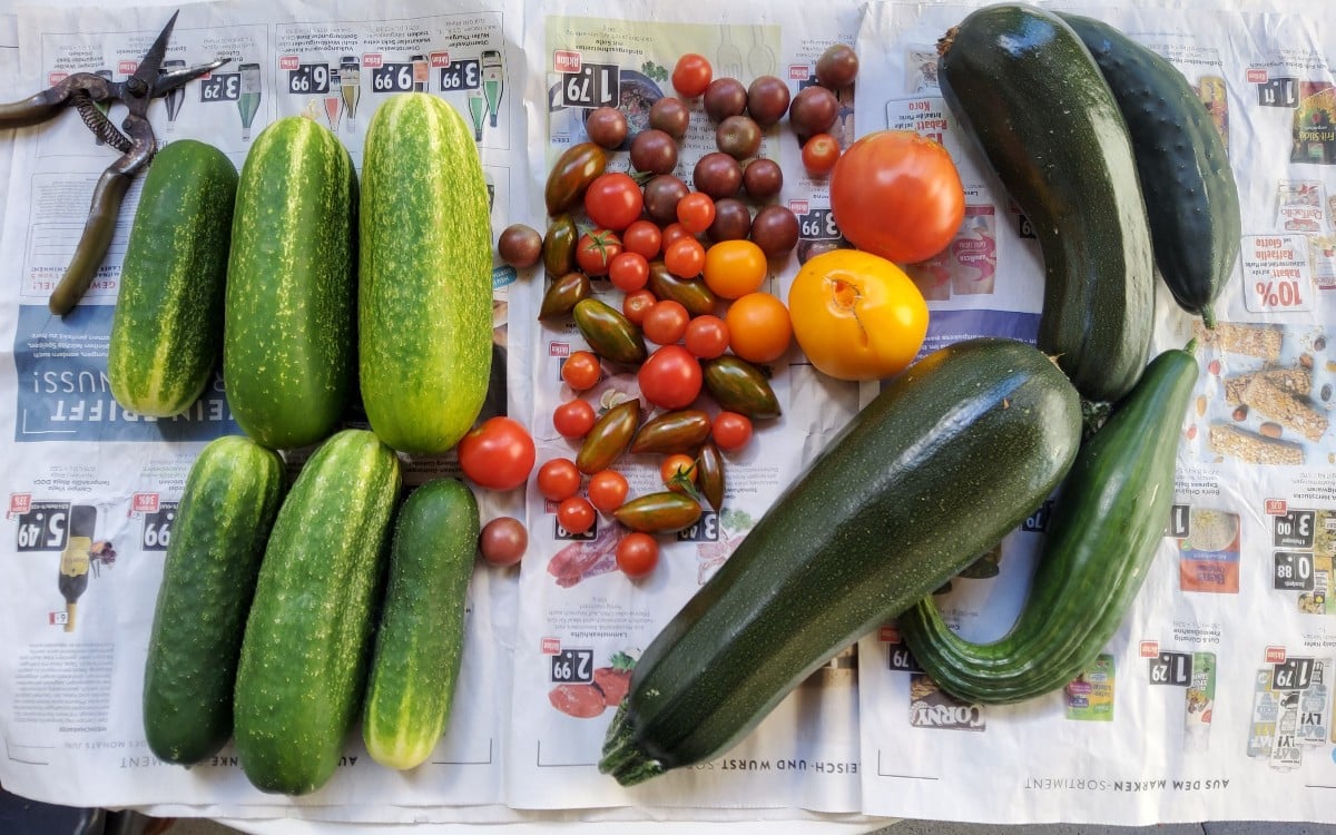 ...Ein bißchen Klugscheißerei zum Thema Gurken:
...gegen Ende der Einlegegurkensaison einfach ein paar Früchte hängen l…