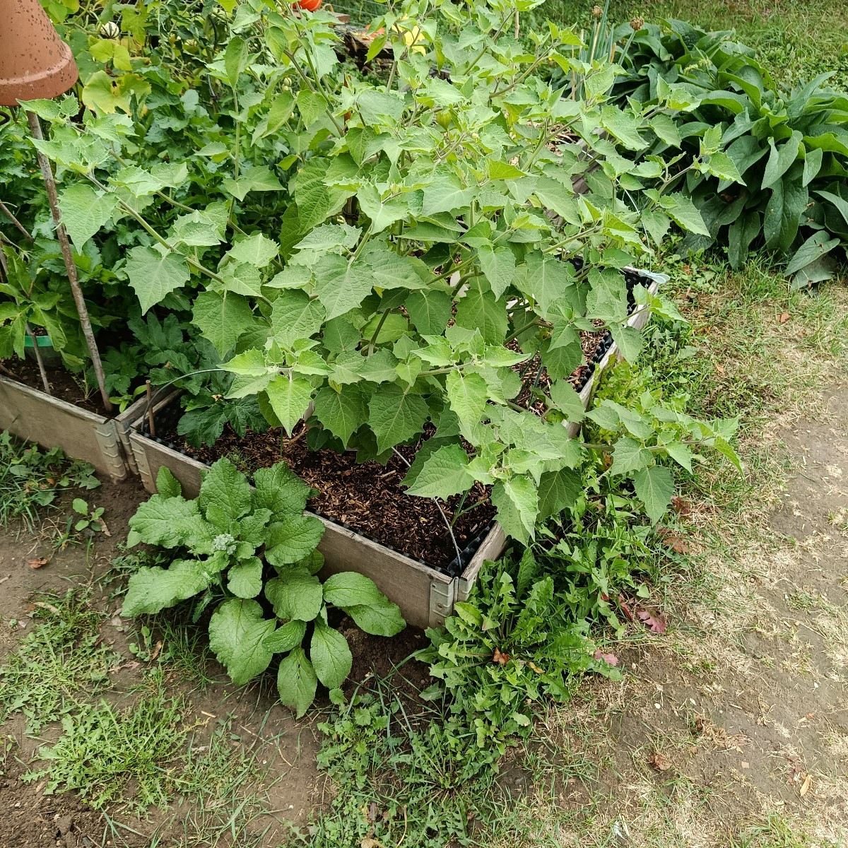 Heute die Birnen gepflückt. Sie dürfen jetzt noch etwas nachreifen. 
Wieder Fallobstäpfel, Pastinaken, Tomaten, Erdbeer…