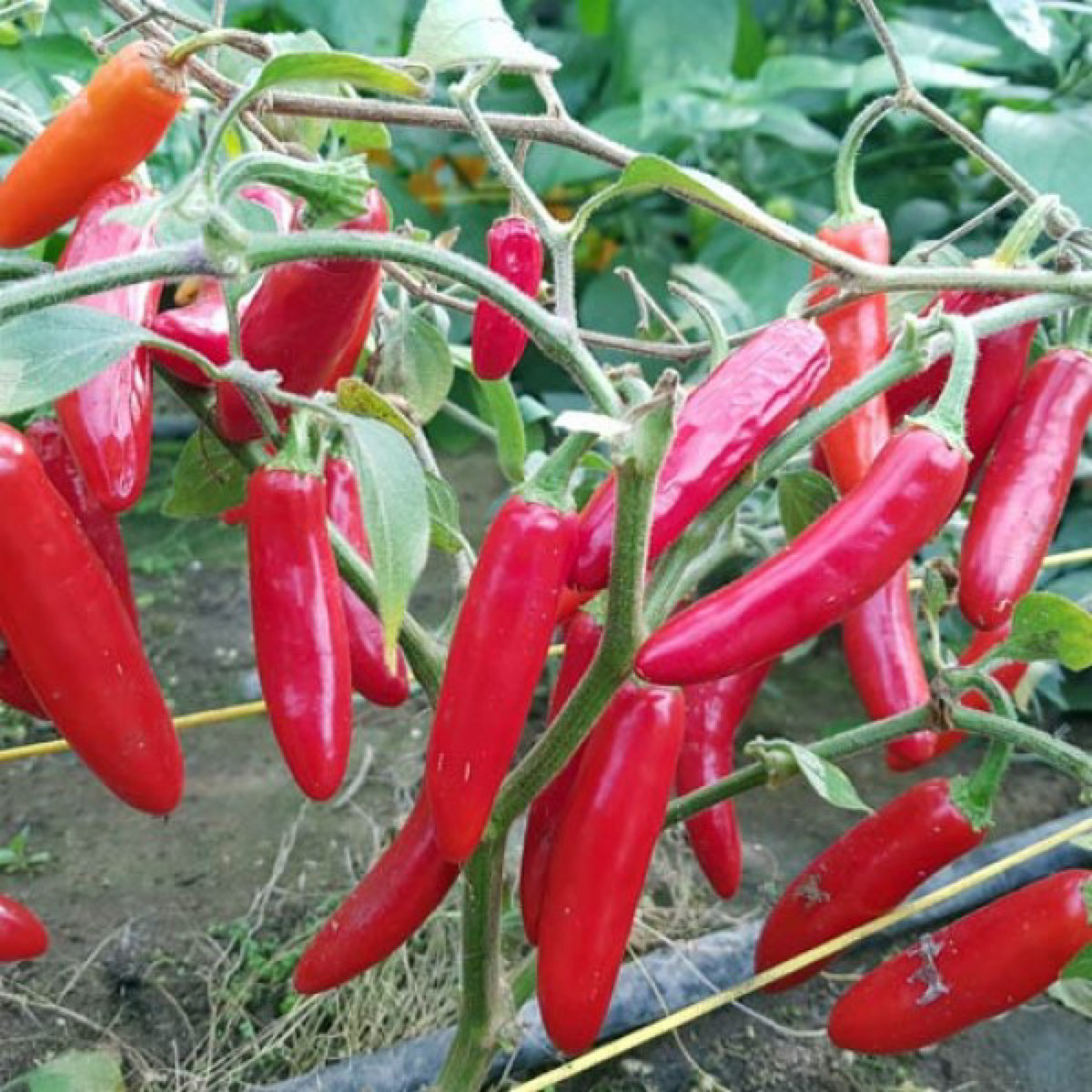 Midnight Sun Bündelkohl-Samen – 40 Korn, Grün-roter Blattkohl, Frostbeständig, Einfach Anzubauen