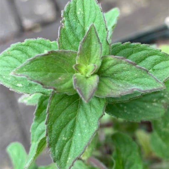 Hillarys Sweet Lemon