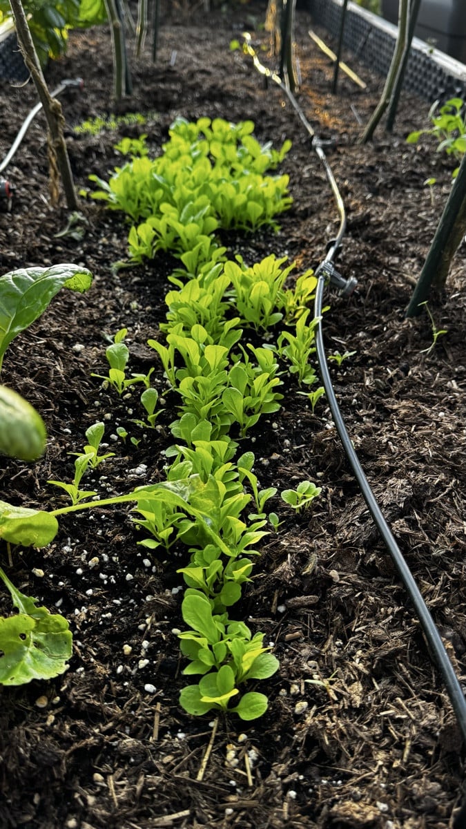 Meine kleine Baquieu- und Pak-Choi-Babystube💚