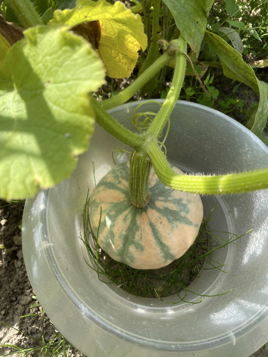 Schwiegermuttern hat verschiedene Kürbisse (?) ausgesät und keinen Plan, was wer ist. Nach ihrer Aussage sei ein „Delic…