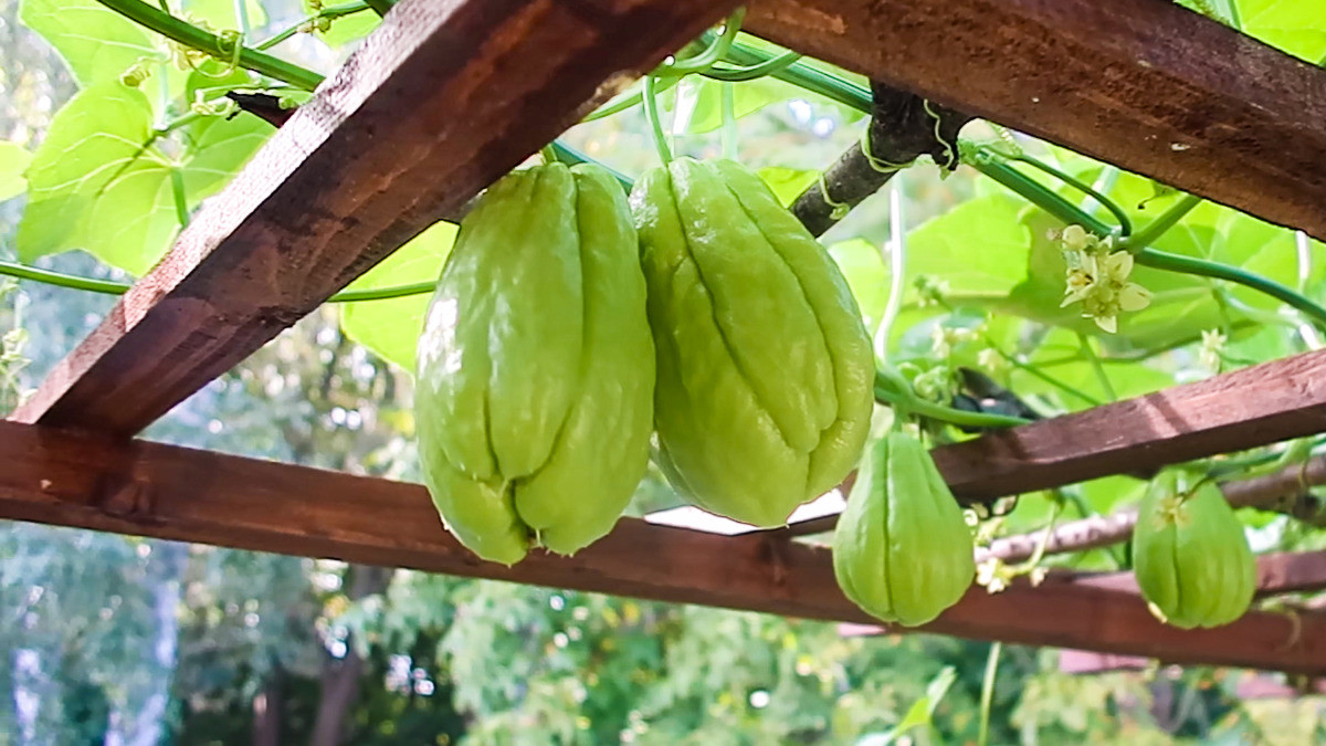 Glattschalige Chayote: Growing, Harvesting & Companion Plants