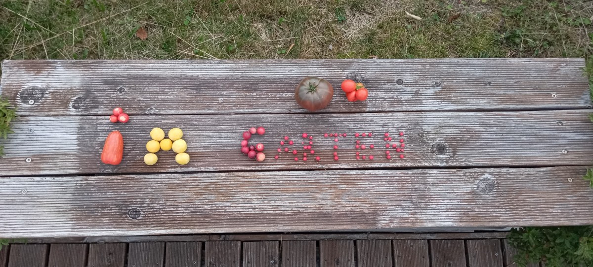 Tomatillos, Mexikanische Honigtomaten, Pimentis de Padron, @patronbernard sind das welche? Du hattest mal geschrieben d…