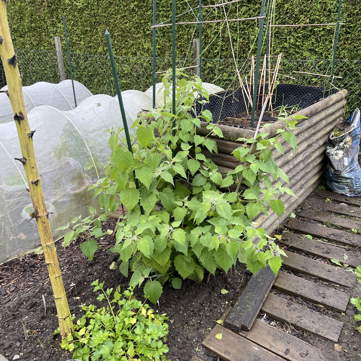 #herbsternte 

die letzten Bohnen, die letzten Tomaten, der letzte Wirsing, neue Radieschen, Möhren, Bete, Basilikum, B…
