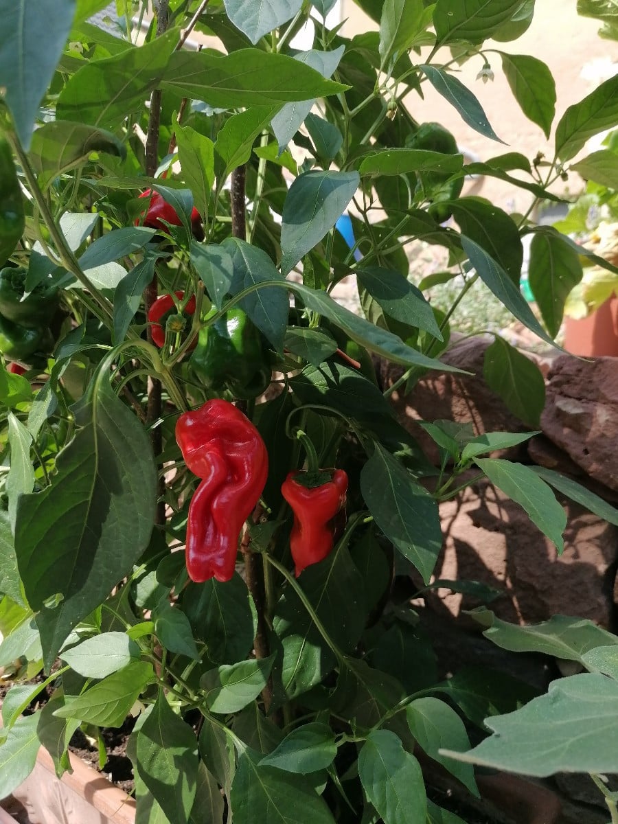 Die Gewürzpaprika reifen.
Heute ist es so warm und windig, deshalb versuche ich mal sie draußen vorzutrocknen.
