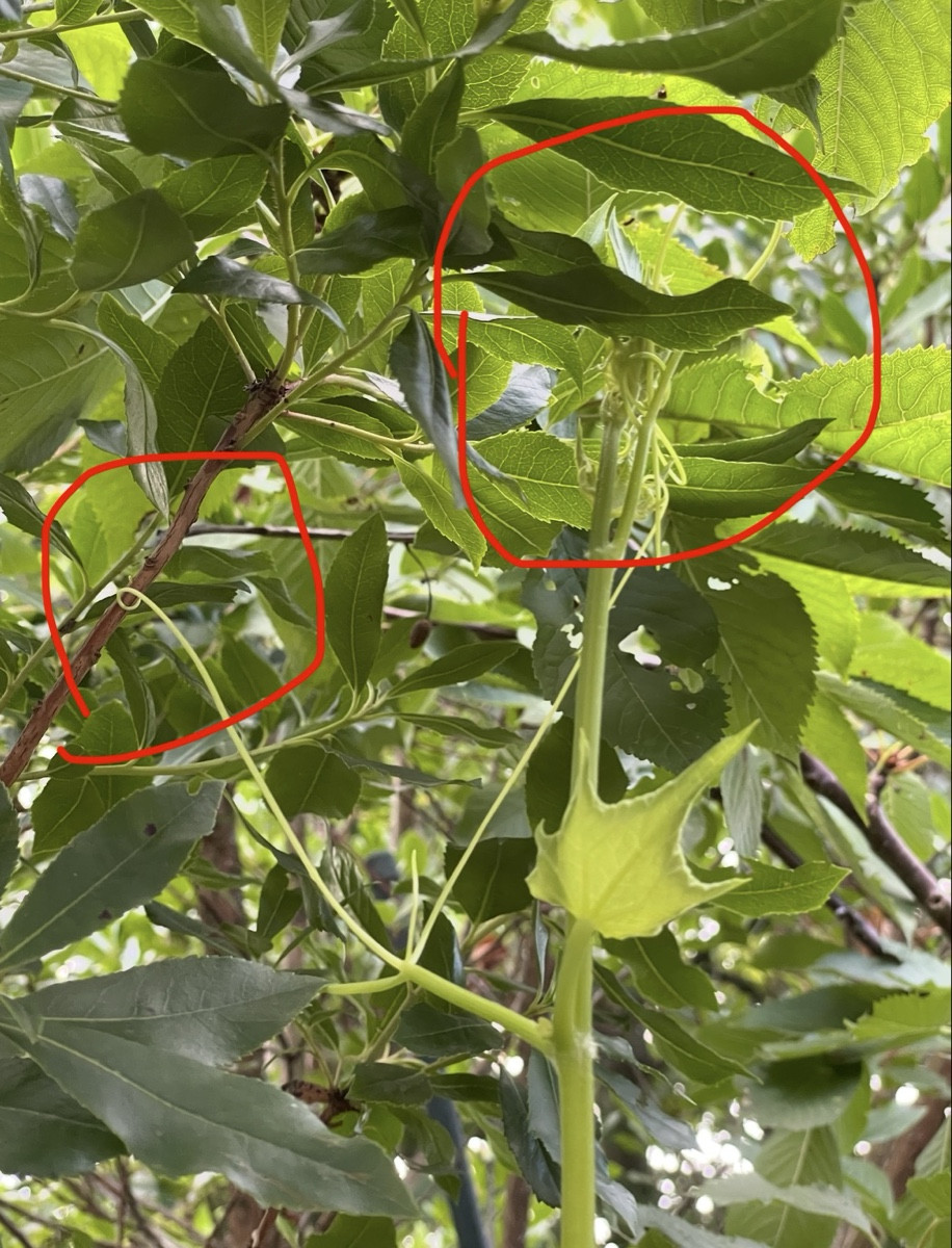 #chayote 

Nach dem erfolgreichen Umzug aus dem Gartenbeet in einen Kübel 🪣 und nun stehend unter Erdbeer- und Kirschb…