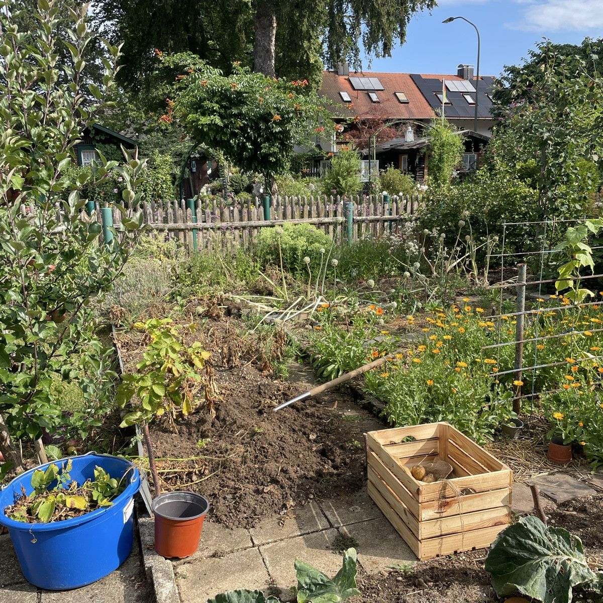 Gestern waren die Kartoffeln und Zwiebeln fällig 🥔🧅
Die Ausbeute war geringer als letztes Jahr, aber mit der Hitze bi…