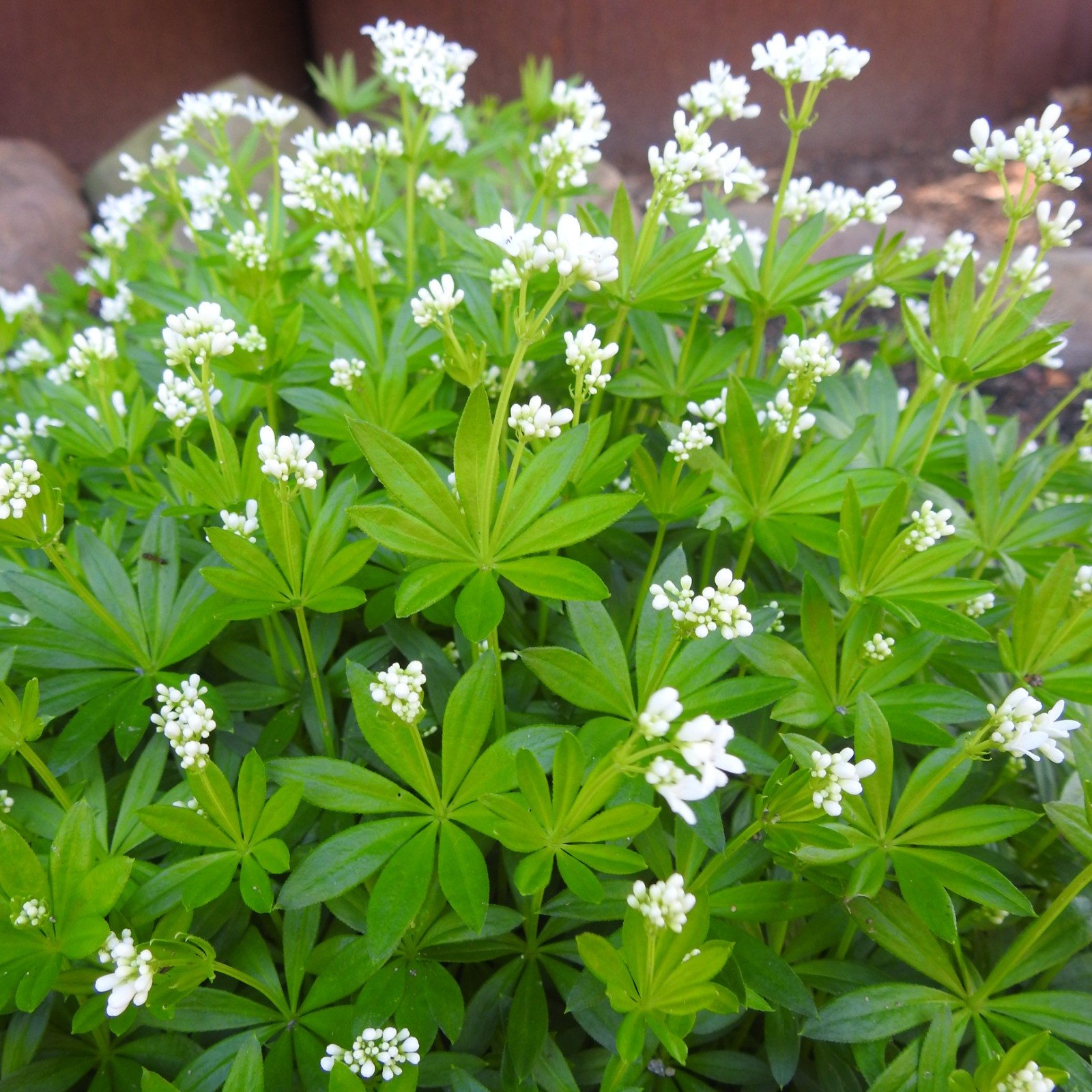 Echter Waldmeister