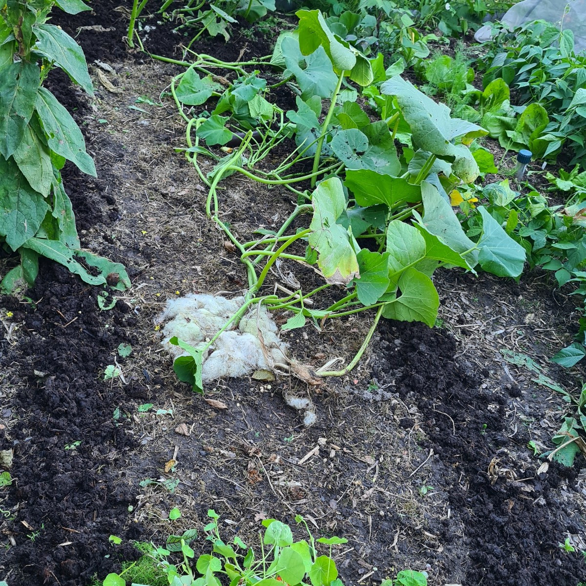 Zeit für Kompost! Das Milpabeet ist geräumt, nur der Kürbis hält noch die Stellung. Bohnen und Mais sind abgeschnitten,…