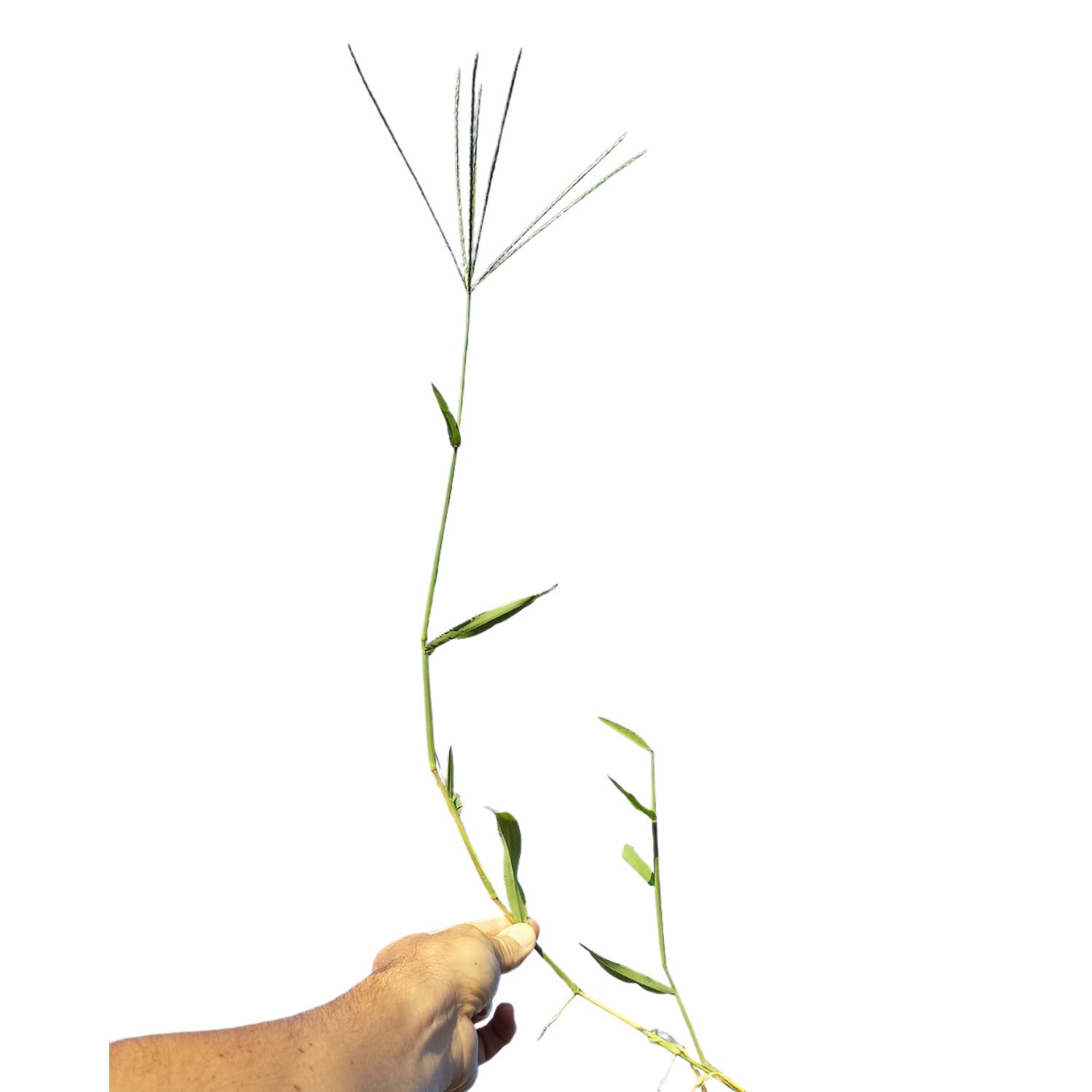 Bluthirse (Fingerhirse)