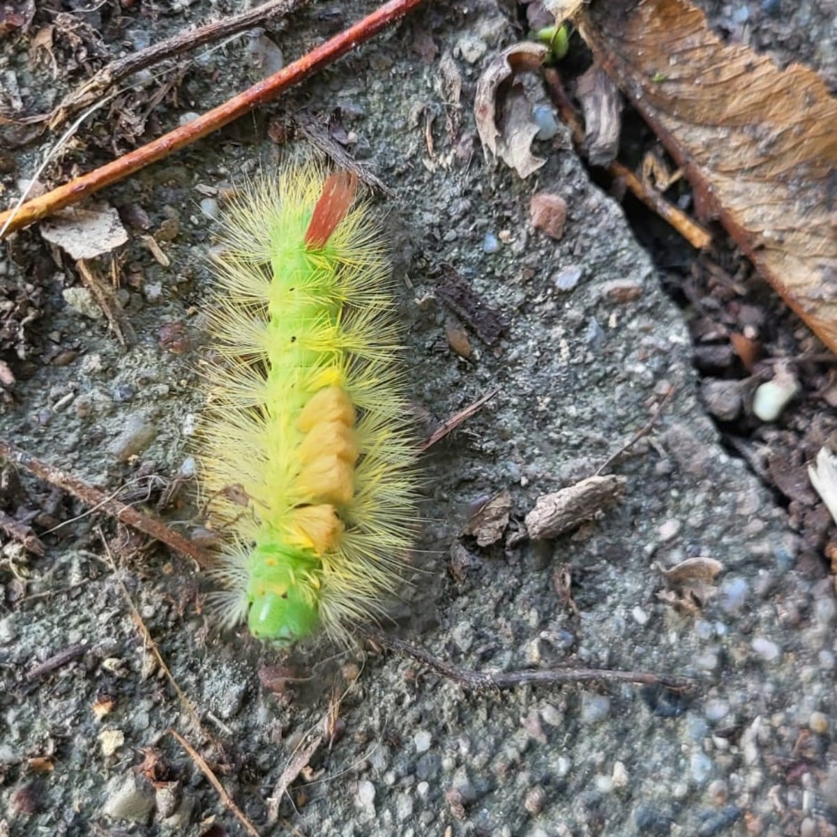 Heute sind mir beim Spaziergang merkwürdige Wesen begegnet 🤣