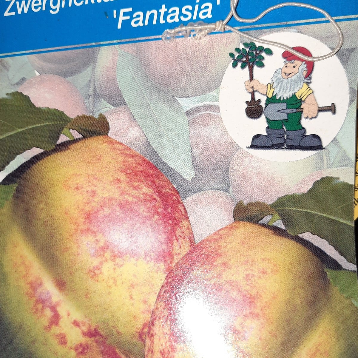 Pelzige Nektarine😂

Nachdem der Biber 2 oder 3 mal meinen Nektarinenbaum gefällt hat und er trotzdem immer wieder von …