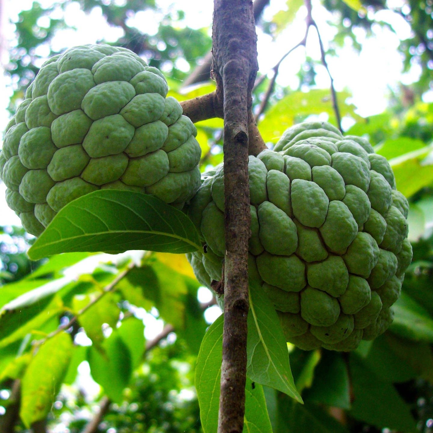 Cherimoya, Zuckerapfel