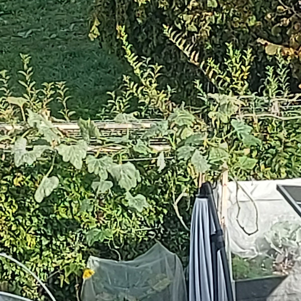 Heute habe ich Quitten entsaftet und zu Gelee gekocht und vom Trester wird gerade Fruchtbrot gemacht. 
Das ist mein ers…
