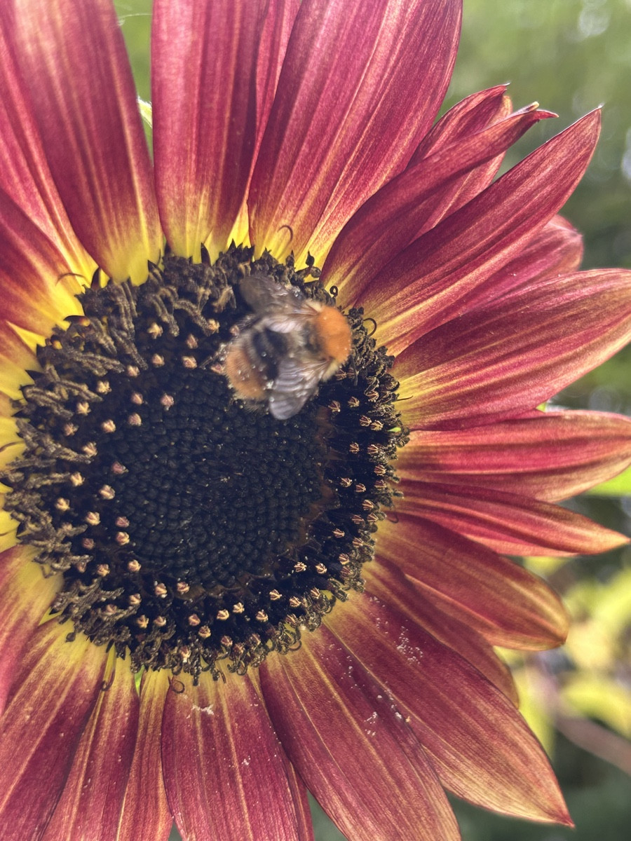 Deine roten Sonnenblumen kommen spät
- aber schön 😇