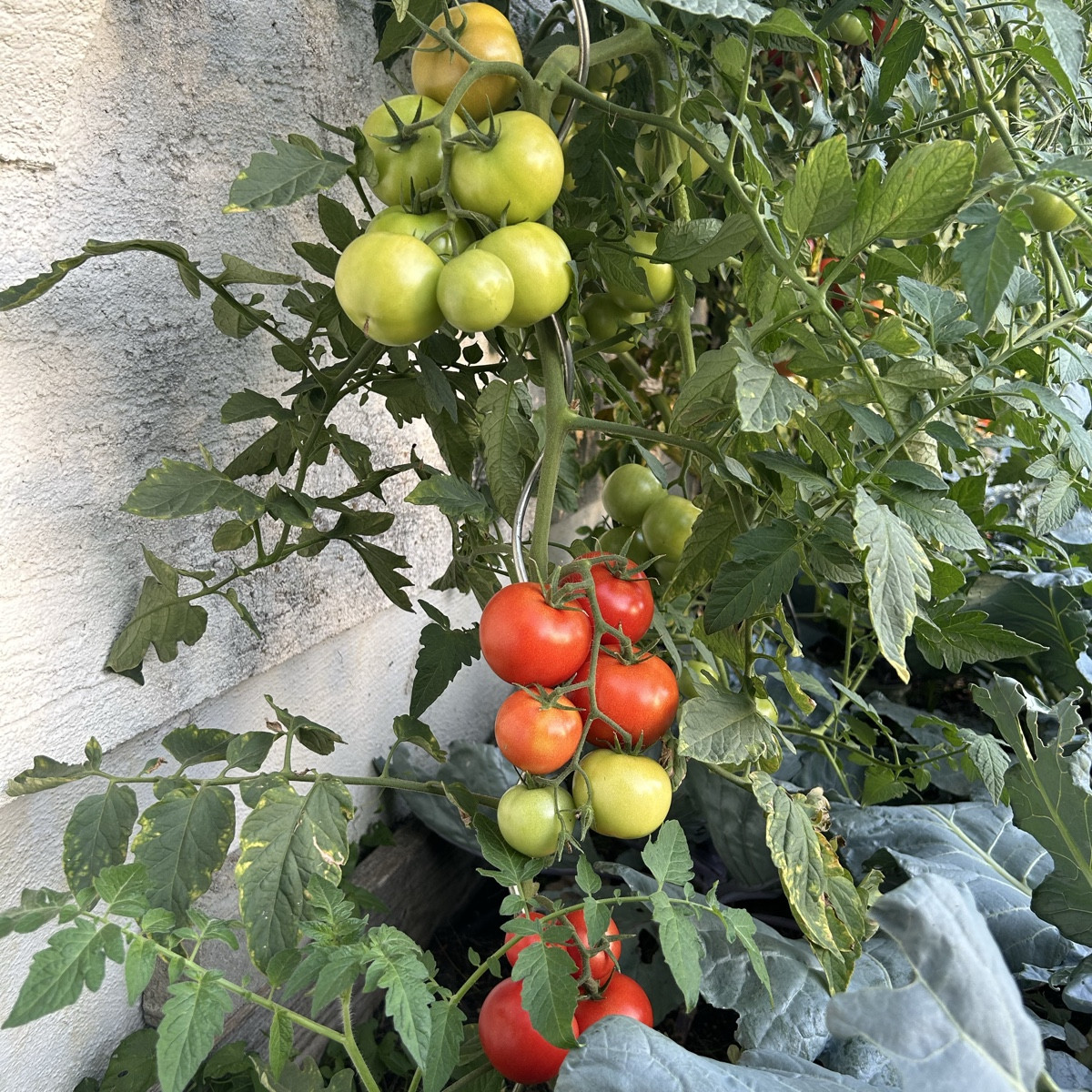 Also - für die (Freiland)Tomaten war das - auch dank Tröpfchenbewässerung - ein Hammerjahr! Null Mehltau, Null Braunfäu…