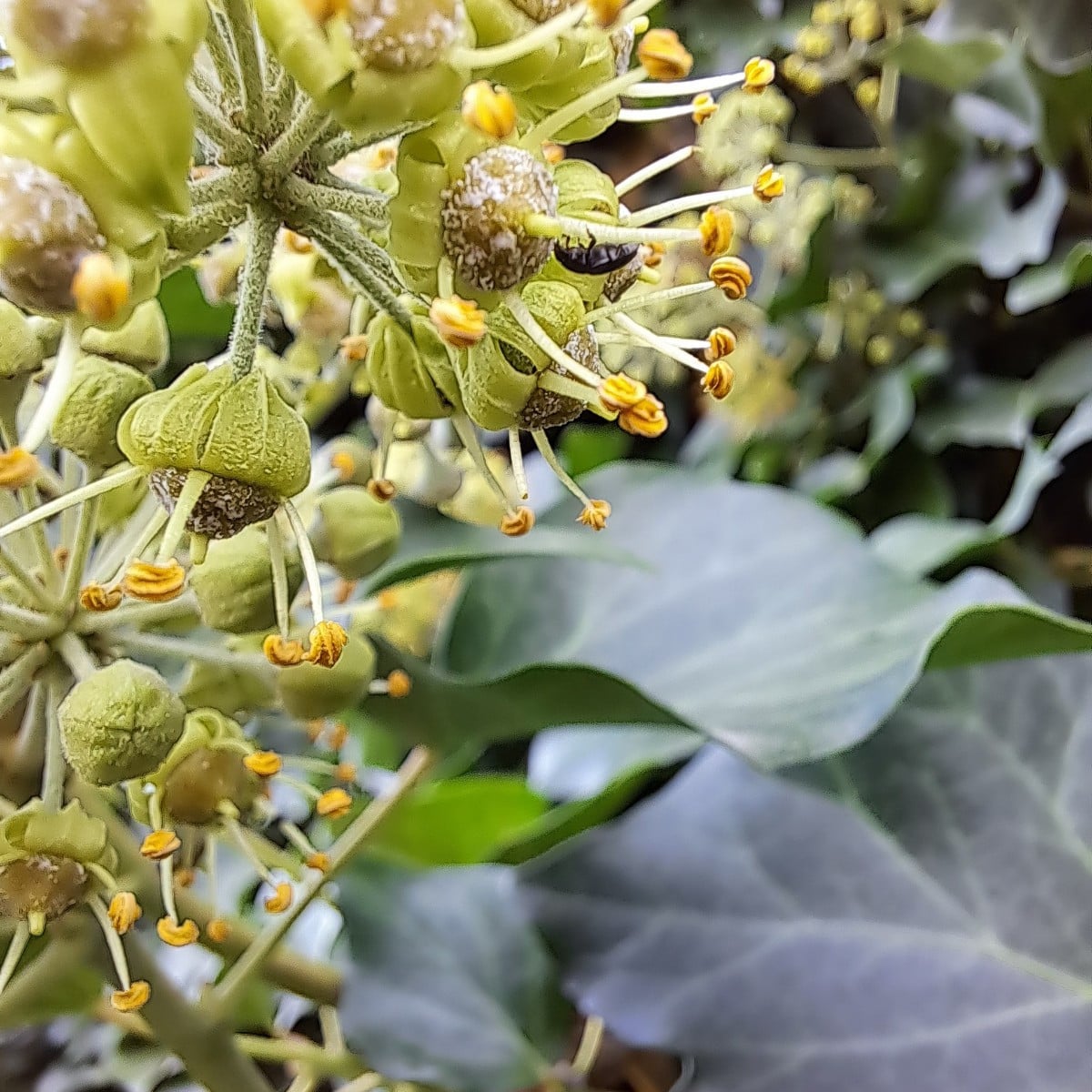 Unser Plan ist aufgegangen 🦋🐛🐝😃

Wir haben den ersten Gründünger am 10.7 ausgesät. Und er blüht schon mehrere Woche…