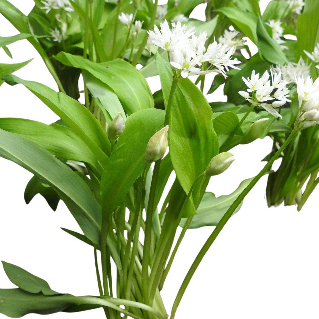 Bärlauch / Waldknoblauch