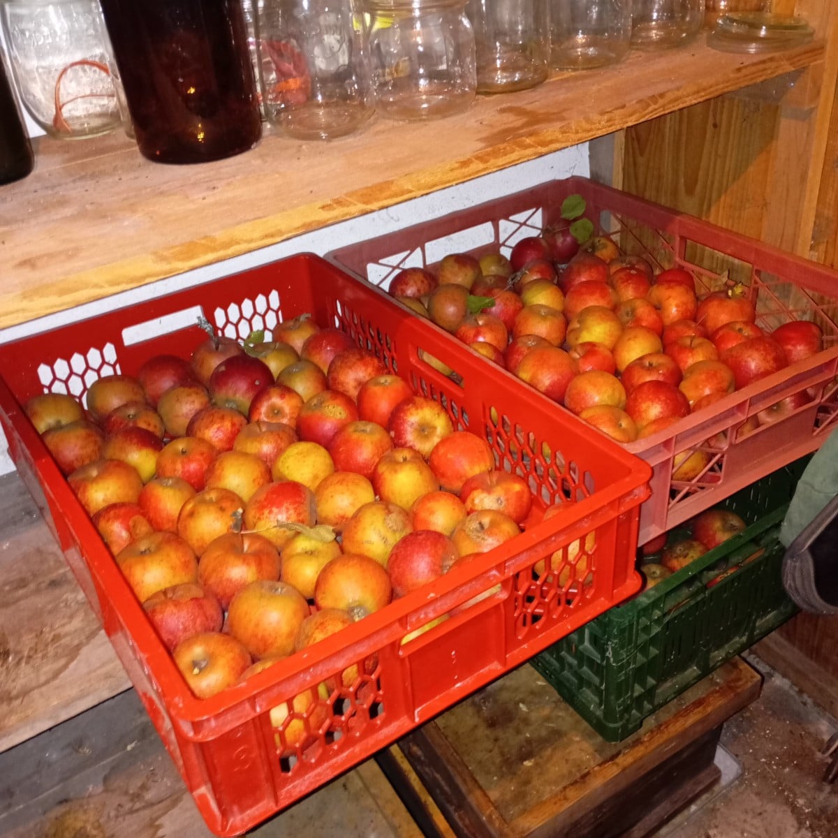 Boskop eingelagert das ist unsere Marmeladen Ernte heuer Frucht Säfte kirschpflaumensaft mit Holunder Birnensaft Quitte…