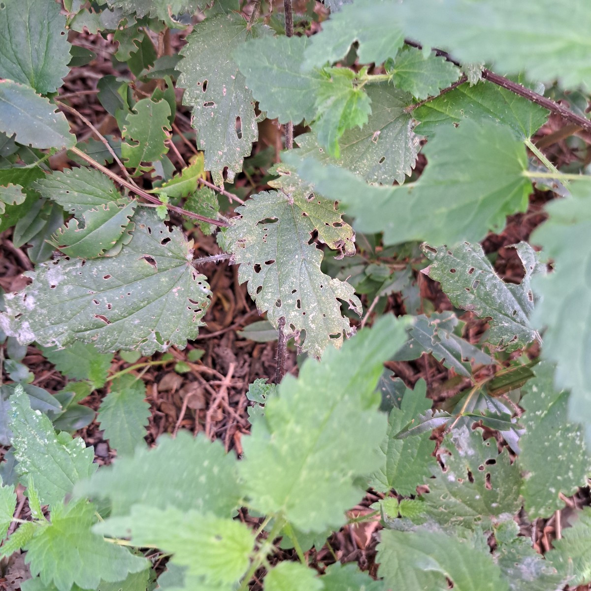Ich hab bei uns eine Brennnessel Ecke gelassen für die Schmetterling Raupen 🐛🦋🥰 
Brennnessel sind sehr wichtig für d…