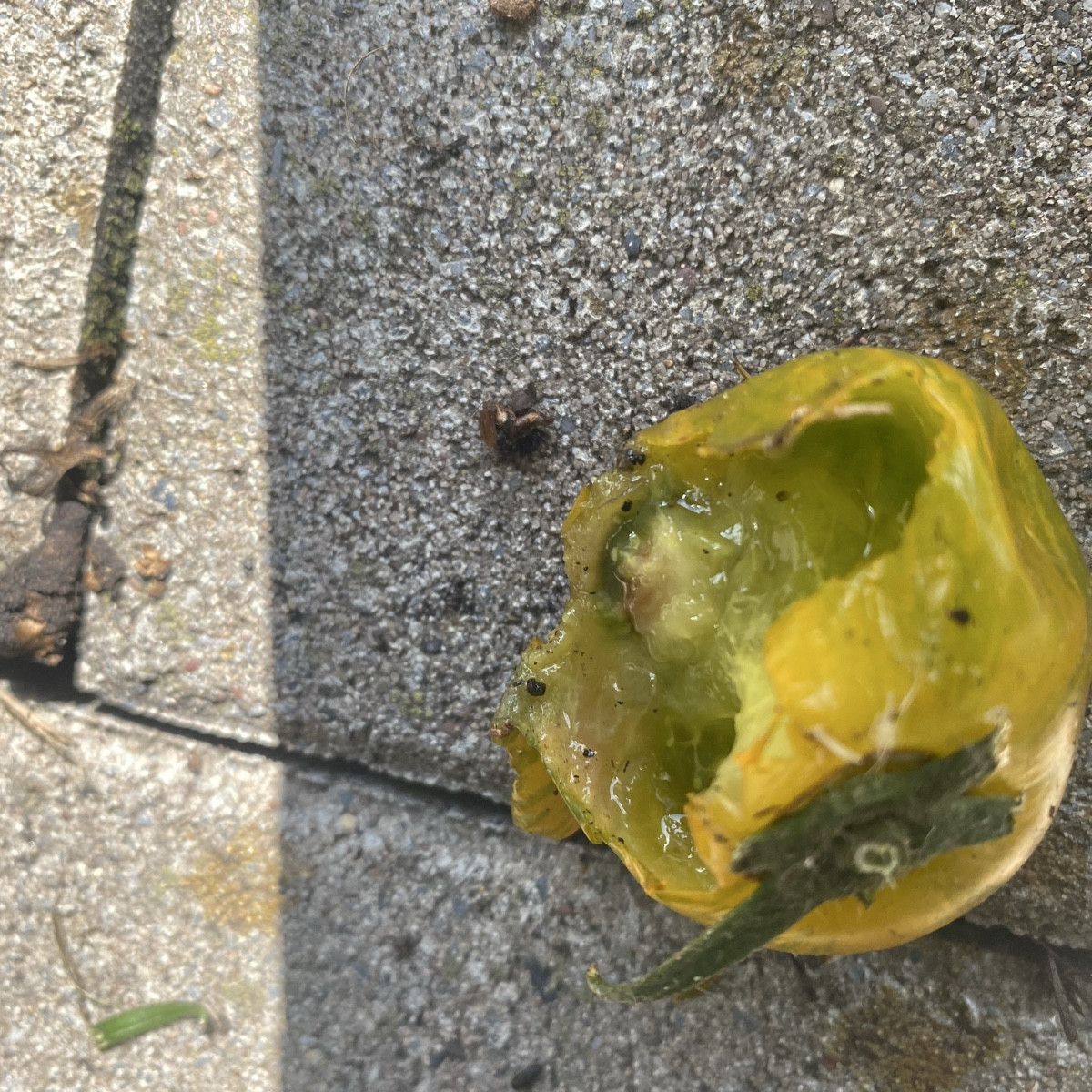 Die bisherige Topp-Lokation für meine Tomaten lädt Mitesser ein. Da waren wohl wieder Ratten am Werk. 🤮
Jetzt also nur…