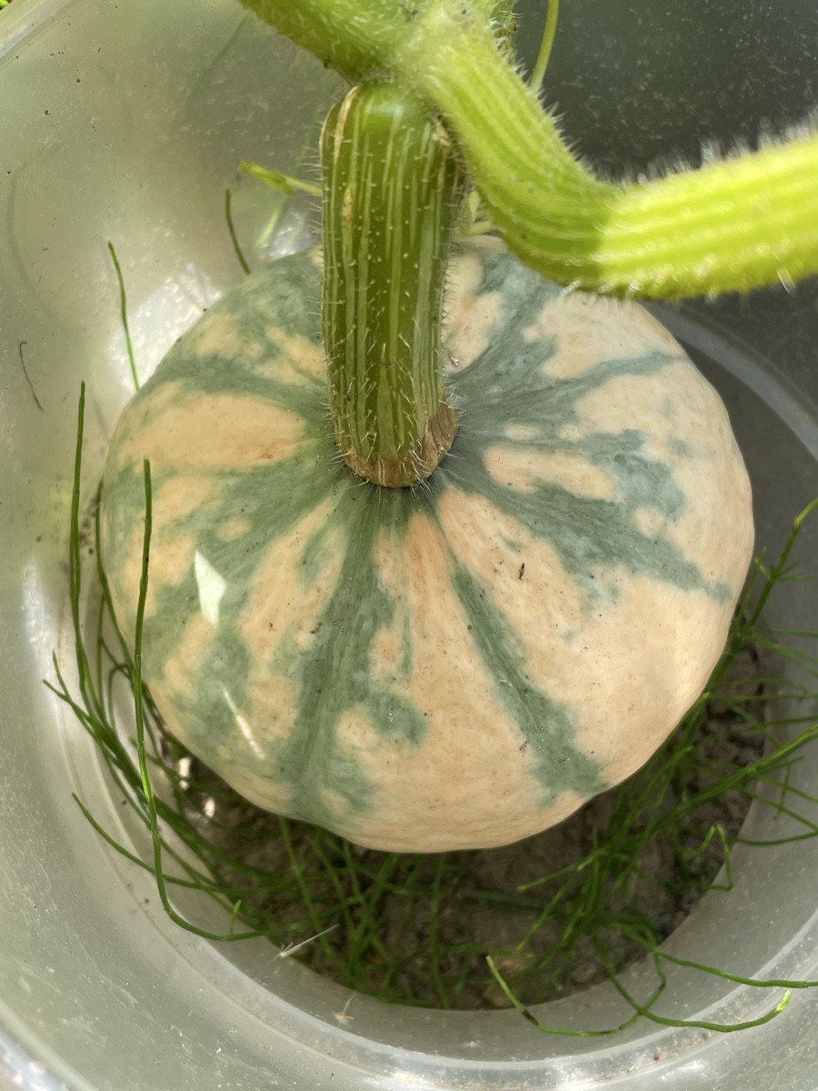 Schwiegermuttern hat verschiedene Kürbisse (?) ausgesät und keinen Plan, was wer ist. Nach ihrer Aussage sei ein „Delic…