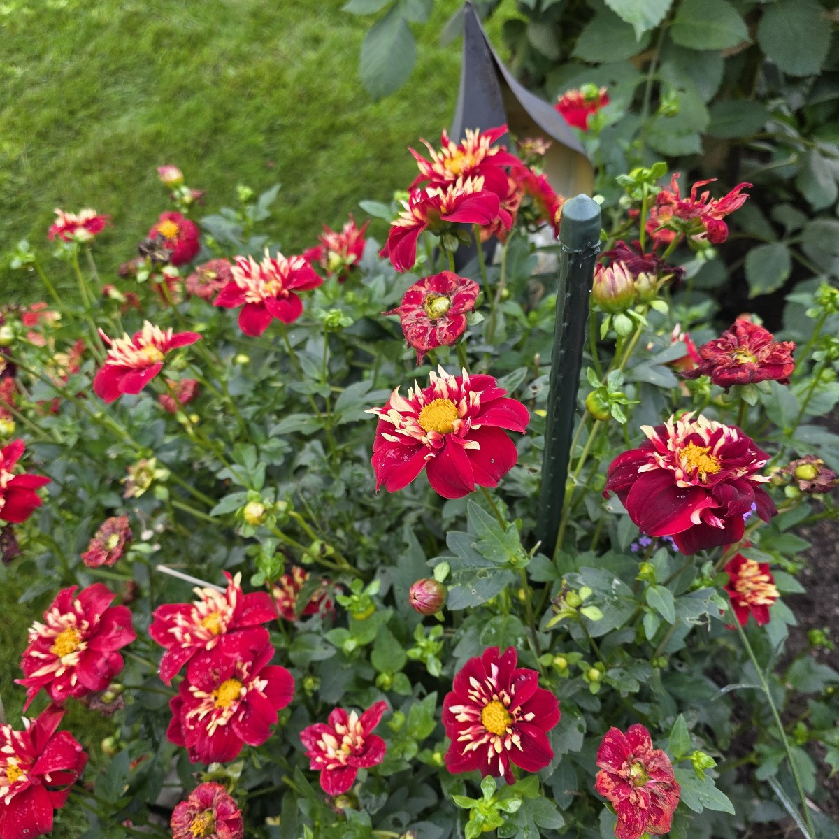 Unsere Dahlien blühen auch endlich. Dieses Jahr haben sie sich Zeit gelassen.