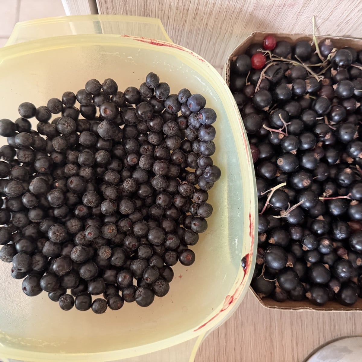 Endlich habe ich auch mal Zucchini-Schwemme 🤪
Brombeeren werden dieses Jahr zu Saft und Eis verarbeitet.
Aroniabeeren …