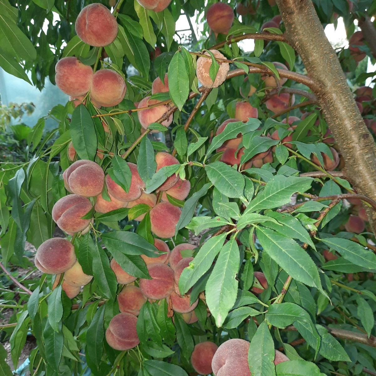 Pelzige Nektarine😂

Nachdem der Biber 2 oder 3 mal meinen Nektarinenbaum gefällt hat und er trotzdem immer wieder von …