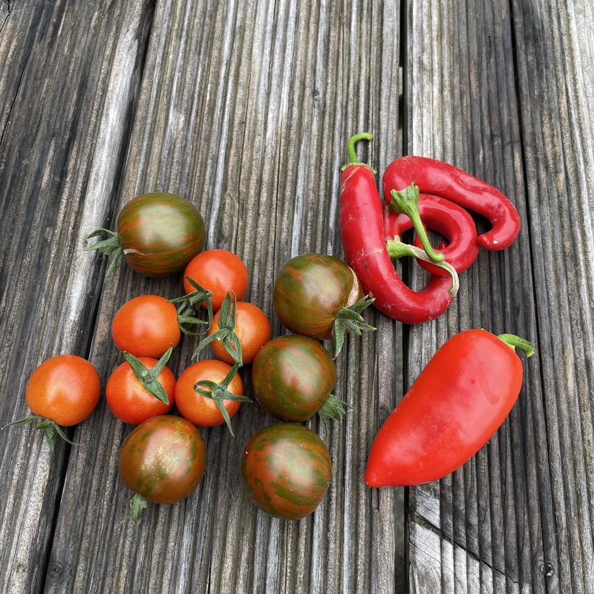 So kurz vorm Urlaub werden endlich die ersten Tomaten reif. Ich freu mich schon auf die Ernte in 1,5 Wochen 😍😋