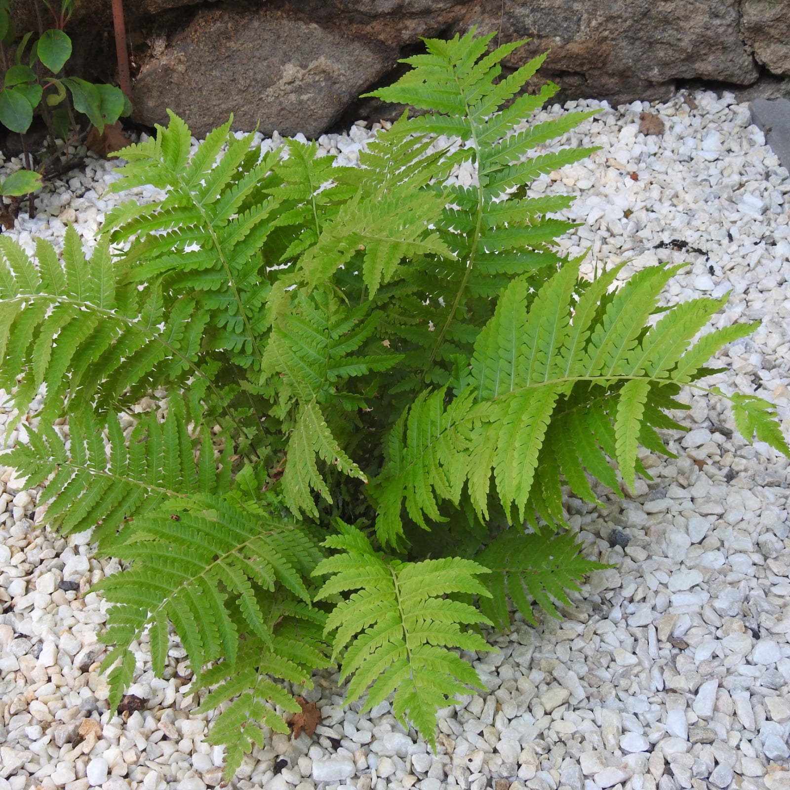 zimmerpflanzen kaktus gro Kaufen Sie einen groen Euphorbia-Kaktus  Urbangreen