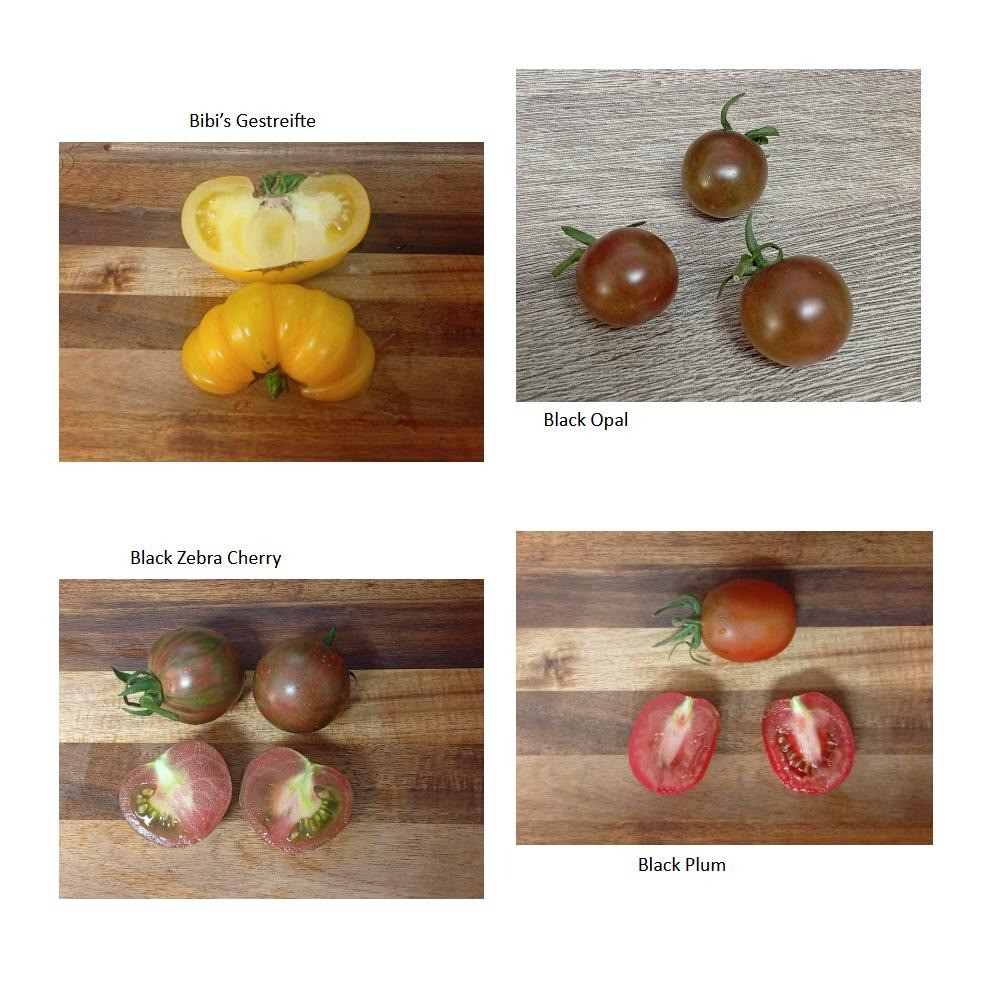 Gestern Abend wurden die ersten reifen Tomaten einiger unserer diesjährigen Sorten verköstigt. Dazu gab es eine Käsepla…
