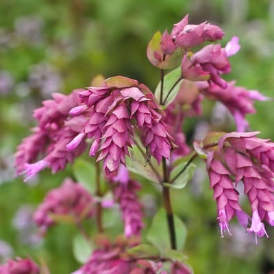 Türkischer Majoran 'Bristol Cross'