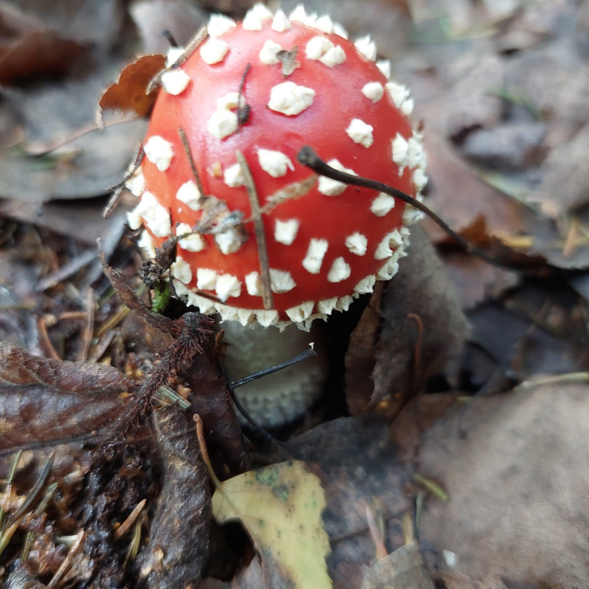 Today I finally went mushroom hunting with a friend.
:-)
I'm happy—I found enough for a meal.
:-D And I'm thrilled beca…