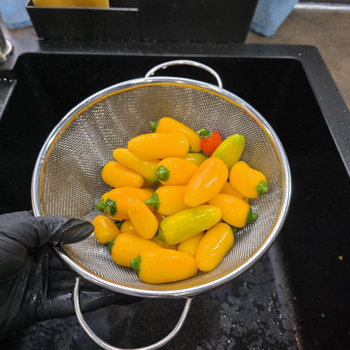 Paprika Saison ist fast zu Ende! Das meiste heute abgeerntet. Nächstes Jahr paar mehr frühe Sorten. Die Chili Ernte ist…