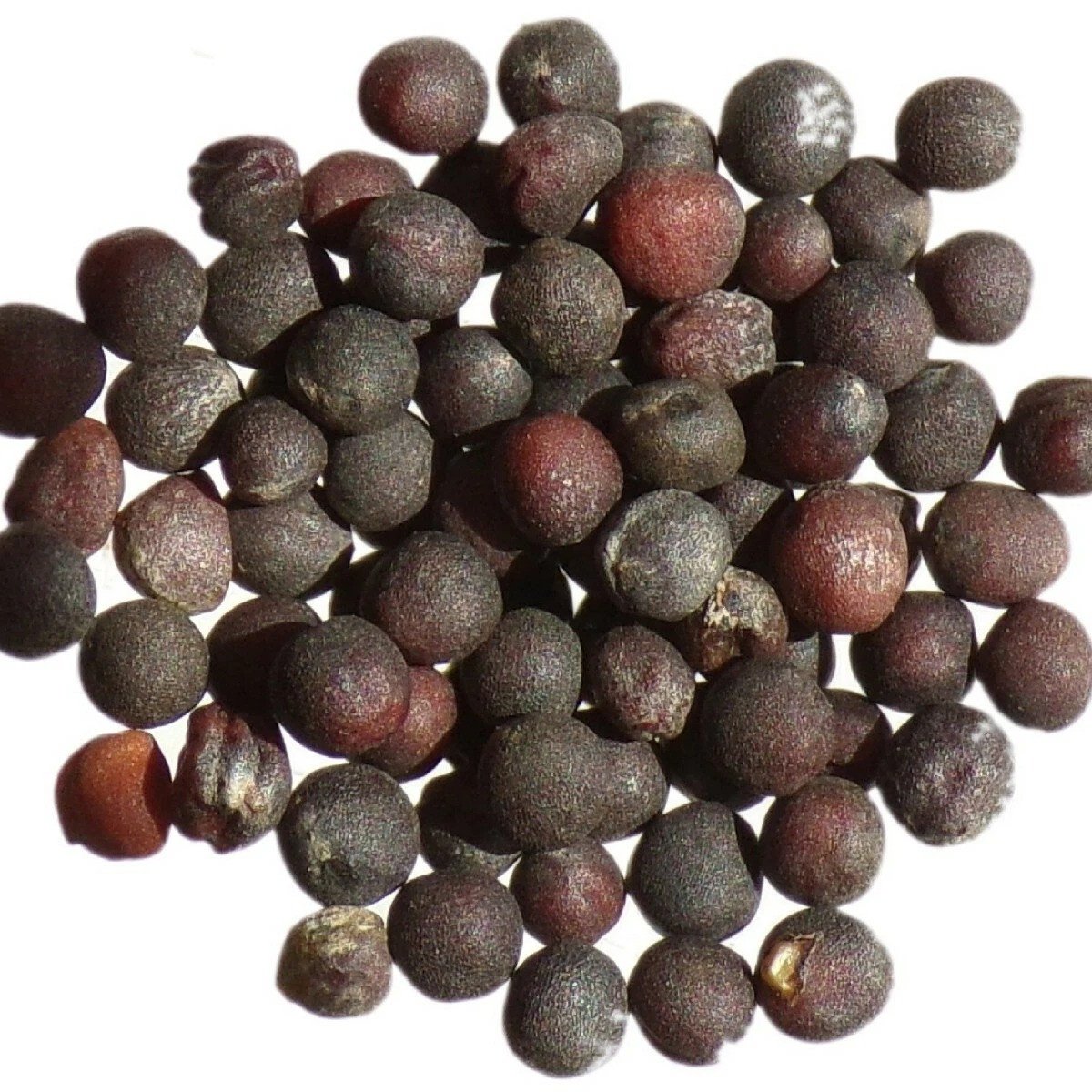 Rübsen - Ölrübsen