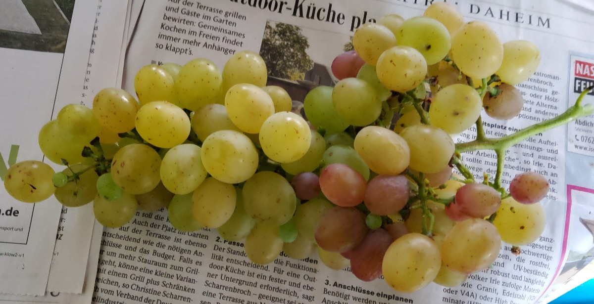 ...stellt euch vor, jetzt wäre ich im Garten beim Ernten fast vom Regen überrascht worden... ...muwahaha...🤣🤣🤣 ...de…