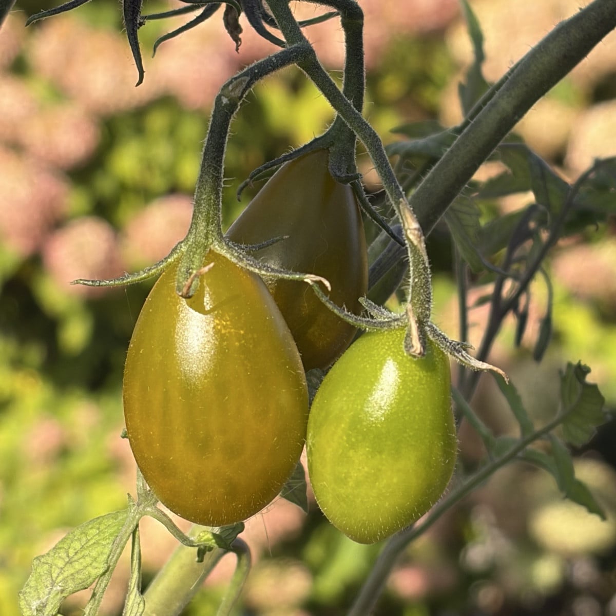 Mal ein kleines Lebenszeichen von mir und das direkt mal mit Fotos von einer meiner Tomatensorten. ☺️ 
Die Fotos sind i…