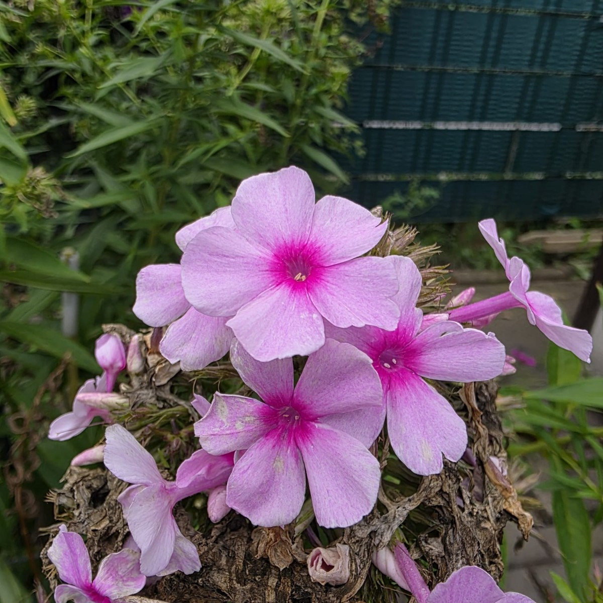 Kleine Ernte und impressionen 