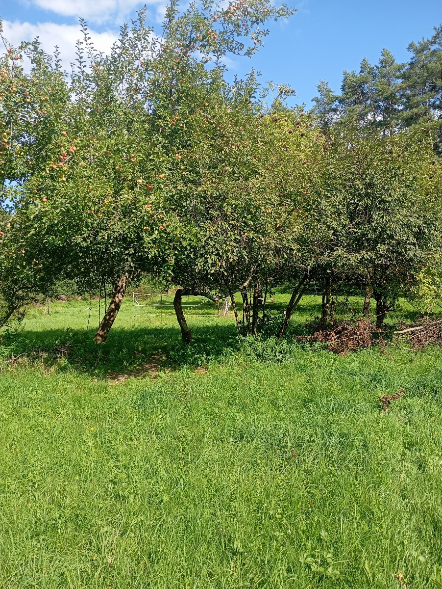 Heute Holunder, Birnen Saft hergestellt Tomaten Rot und Gelb geerntet gestern meinen Pflaumenbaum gelehrt meine totholz…
