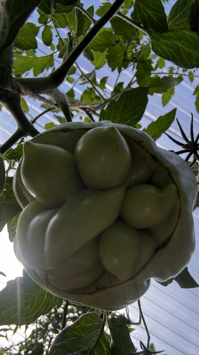 Zapotec Ananas Ribbed – eine Tomate mit mehr Kurven als erlaubt! 😂🍅