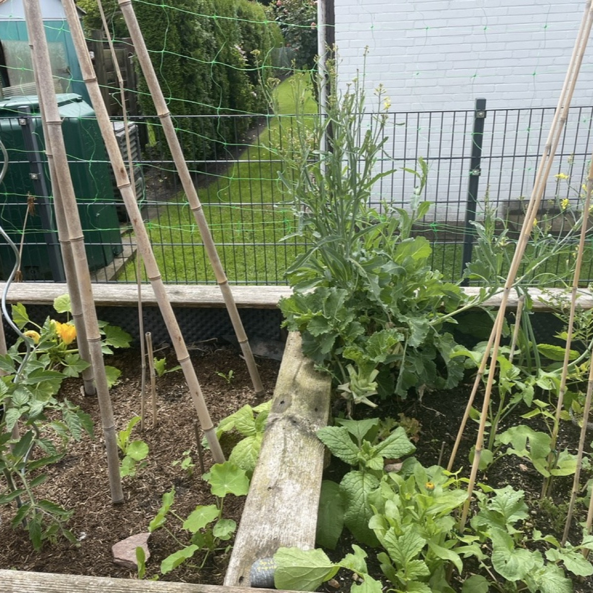 #mischkultur2026 

Ich habe im ersten Gartenjahr mit Reihenmischkultur begonnen, bin aber bereits kurz darauf bunt gewü…