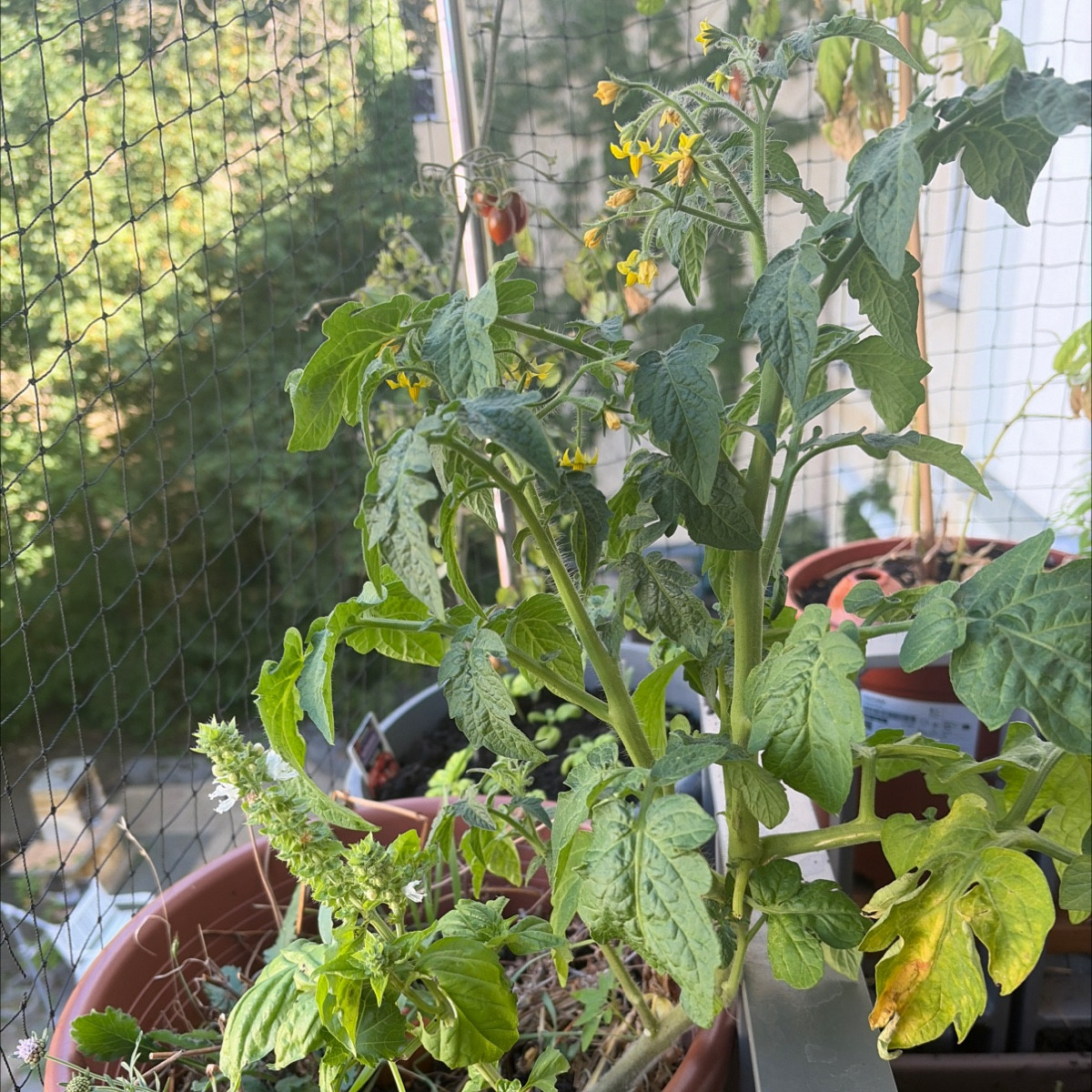 Perspektiven meiner Westbalkon pflanzen. Mein 3 Jahre alter Lavendel wird gelb 🥹 mein neuer wird buschig und blüht 
Me…