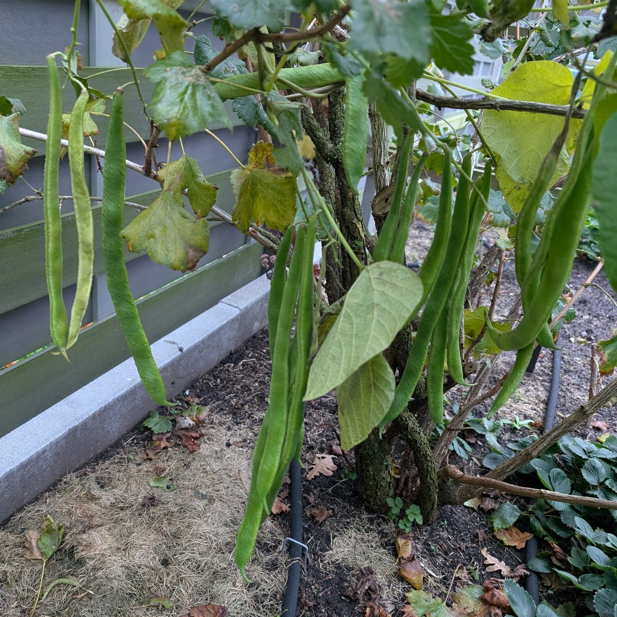 Hi, ich habe noch viele grüne Feuerbohnen händen,ich wollte das Beet abräumen. Nächste Woche könnten die Temperaturen b…