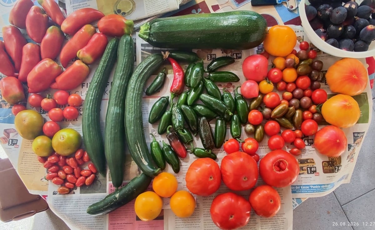 ...1) ...Schätze mal, das war meine Haupttomatenernte für diese Saison 🤷...Ein paar Nachzügler werden noch kommen, abe…