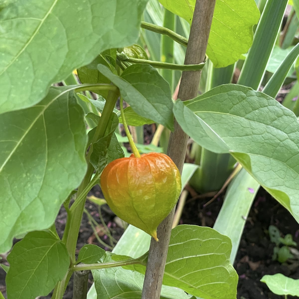 Beim Kontrollgang durch den Garten fix ein paar Tomaten, Himbeeren und Brombeeren eingesammelt.

Eine der Brombeeren is…