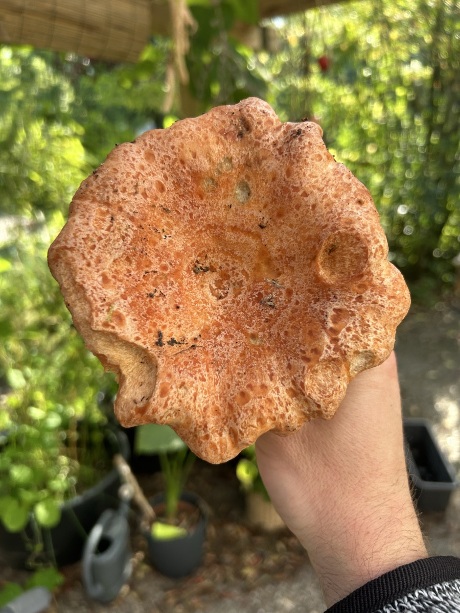 Ein Pilz der gar nicht nach Pilz schmeckt?! 

Ein Pilz mit einer Konsistenz von Lachs/Steak?!

Ein Pilz der schöner nic…