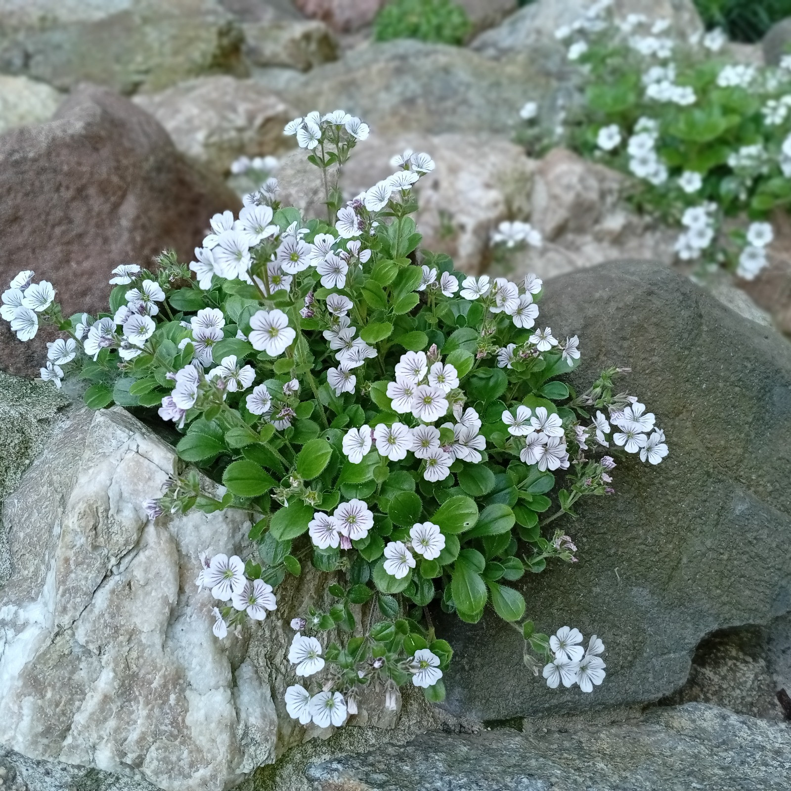 Himalaya-Schleierkraut 'Plena White' 